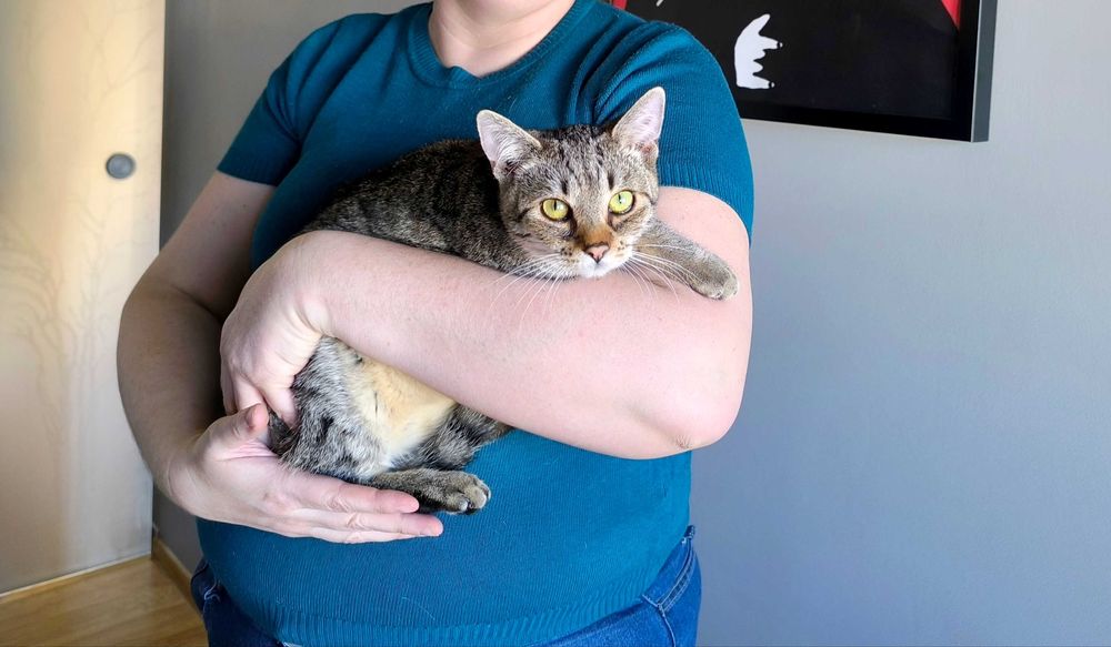 Kot Filemon czeka na dom