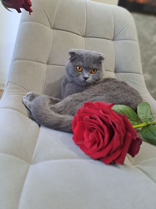 Шотландські кошенята