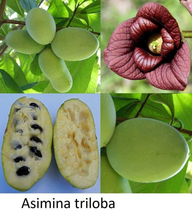 Азимина трилоба, Северный банан