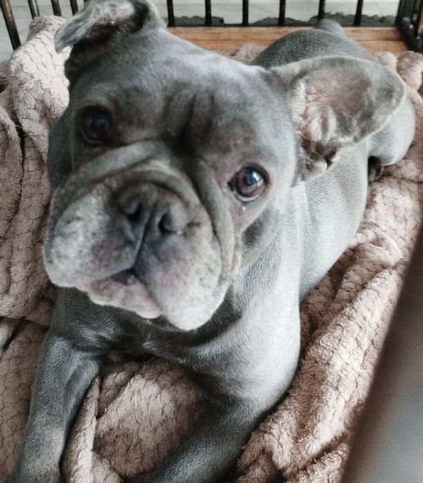 Buldog francuski blue suczka