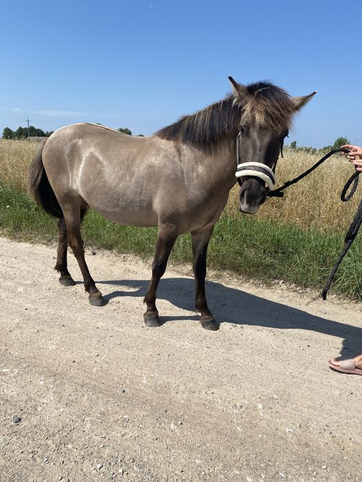 Konik polski wałaszek.