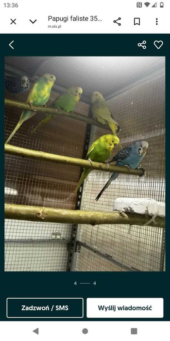 Papugi faliste...