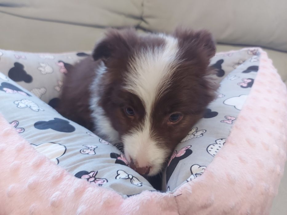 Border Collie  prześliczna suczka czekoladowa z rodowodem i badaniami