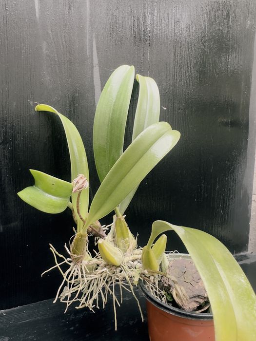 Бульбофиллум (bulbophyllum eberhardtii)