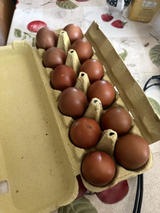 Ovos galados disponiveis