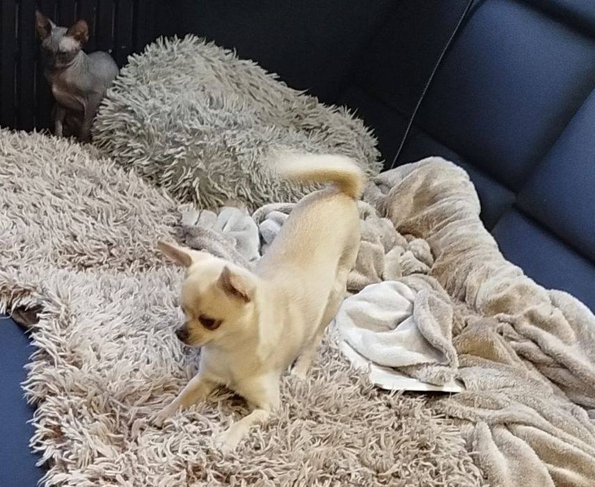 Piesek Chihuahua z rodowodem