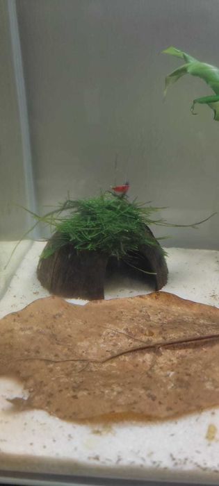 Côco com musgo de java