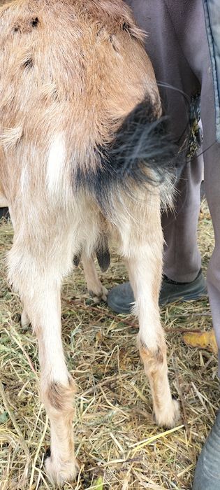 Продам Альпонубийскую козу