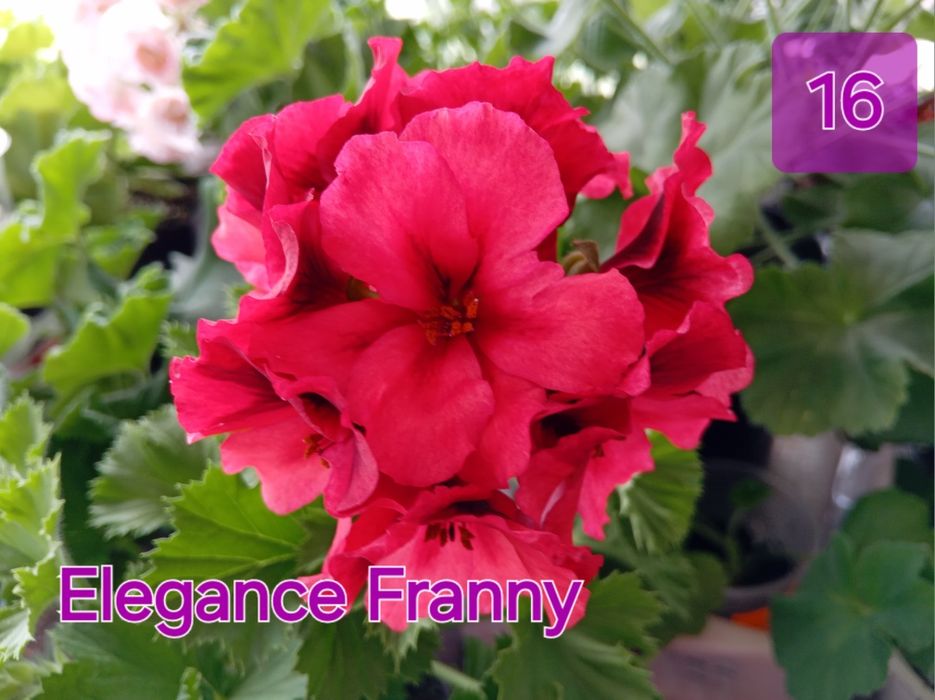 Королівська пеларгонія