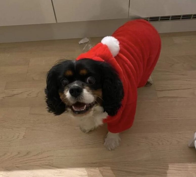 Roupa cao natal XXL