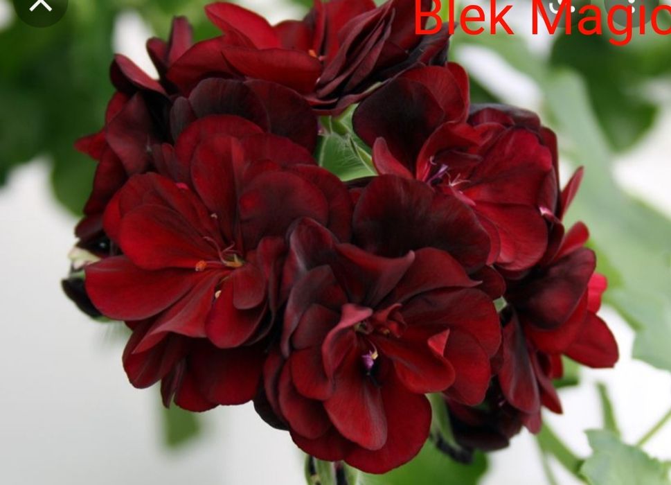 Пеларгонія плющелистні (12 сортів)