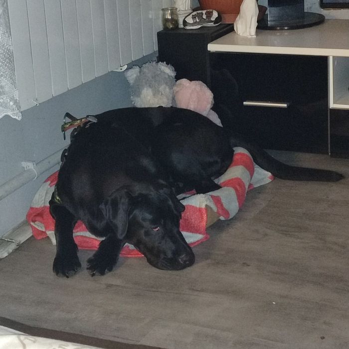 Oddam suczkę labrador