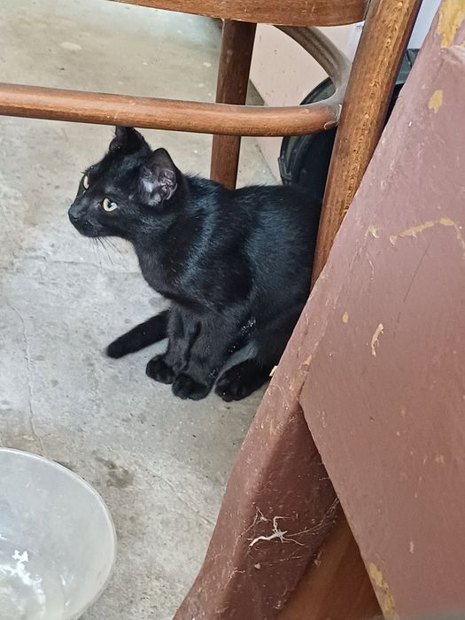 Koty do oddania za darmo