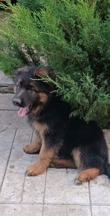 Німецька вівчарка