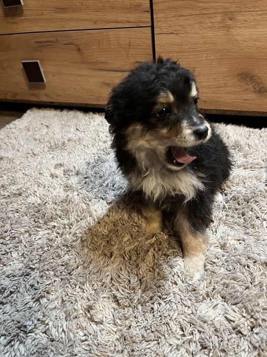 Віддам у добрі руки щенят, 1річні