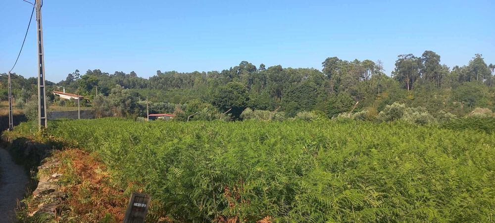 Terreno Cavernães - Viseu