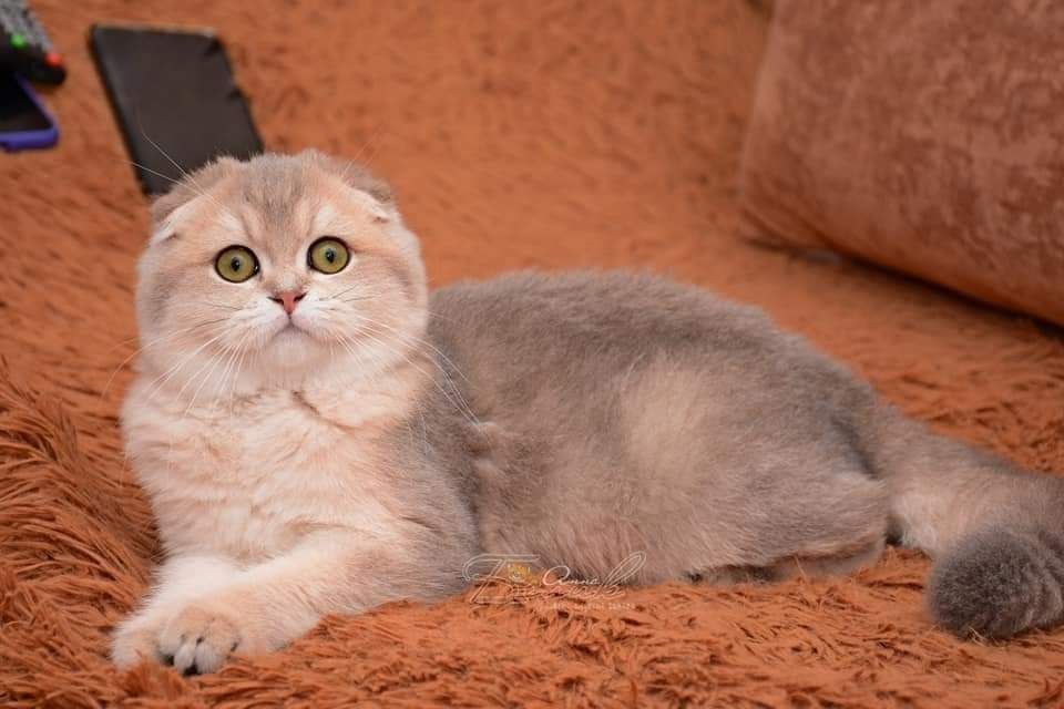 Шотландская вислоухая