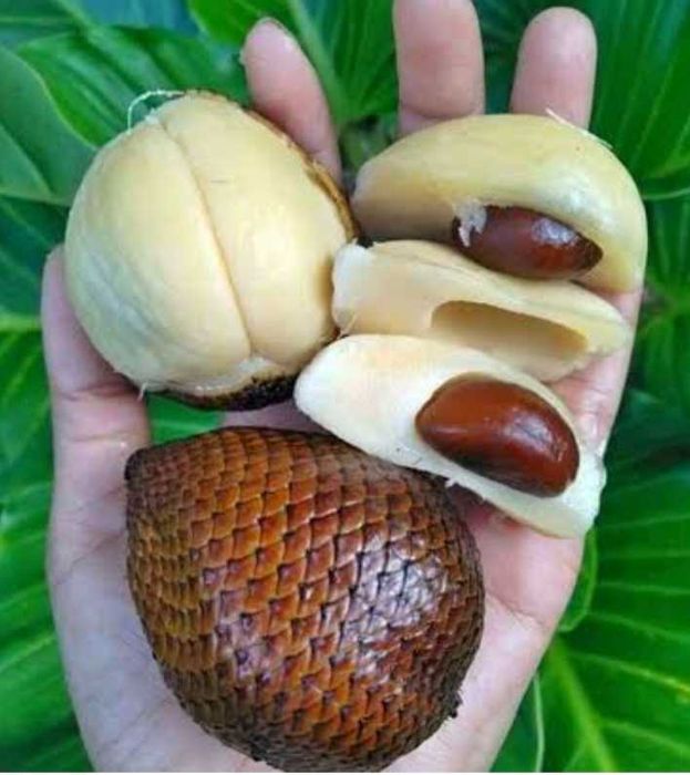 Muda de Salak / Fruta-Cobra (Salacca zalacca) – Planta Exótica e Rara