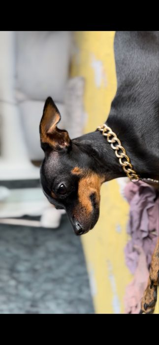 Американський той-терʼєр