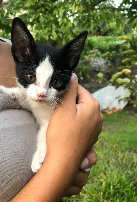 Gatinho Bebé Macho para Adoção