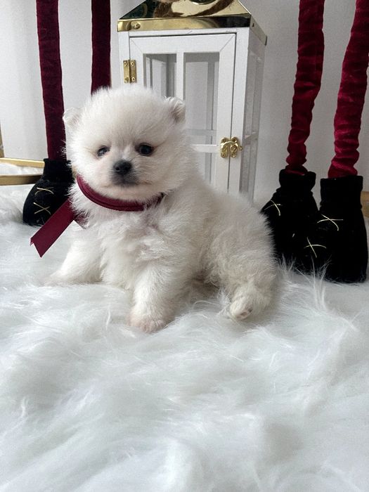 Померанські шпіци  ваш найкращий подарунок літа