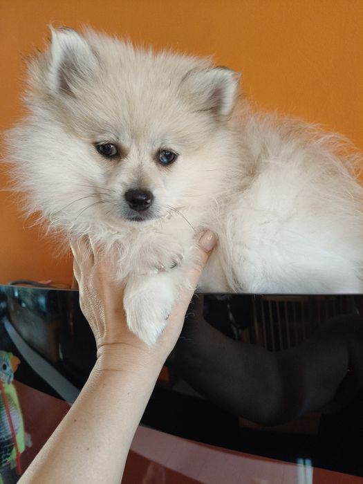 Spitz alemão menino Red Merle