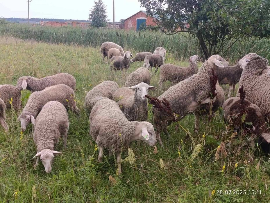 Баран Мериноландшаф ЖИТОМИР Вівці Бараны Овцы