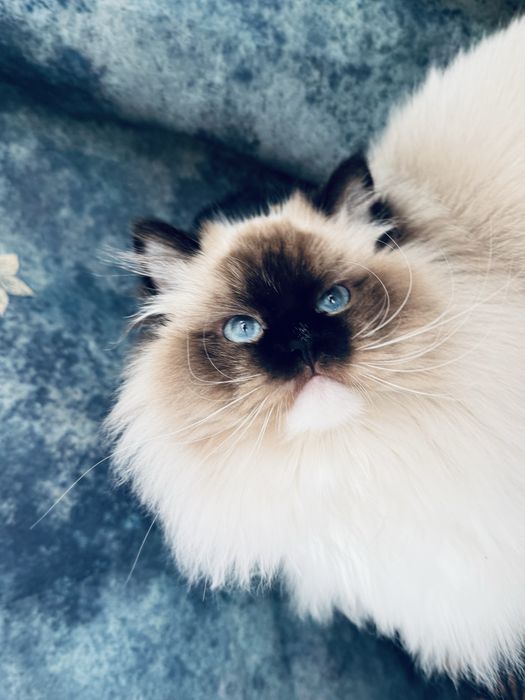Ragdoll kocur hodowlano- wystawowy