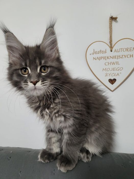 Koteczka bardzo mrucząca