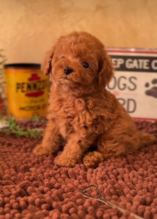 Гарний хлопець той   пудель