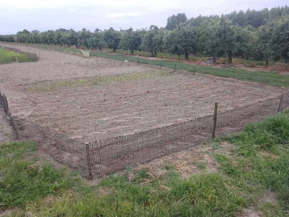 Działka budowlana w Pełczycach