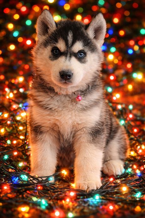 Siberian Husky- wspaniałe maluchy!