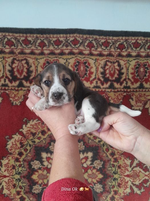 Продам цуценят бігля