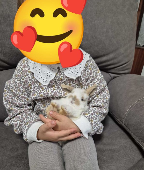 Mini Coelho Loop – Fêmeas Disponíveis