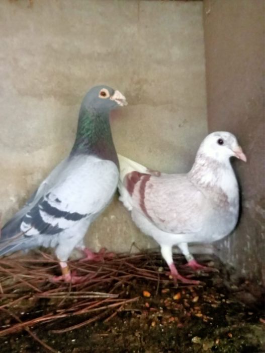 Pombos Correios em Braga