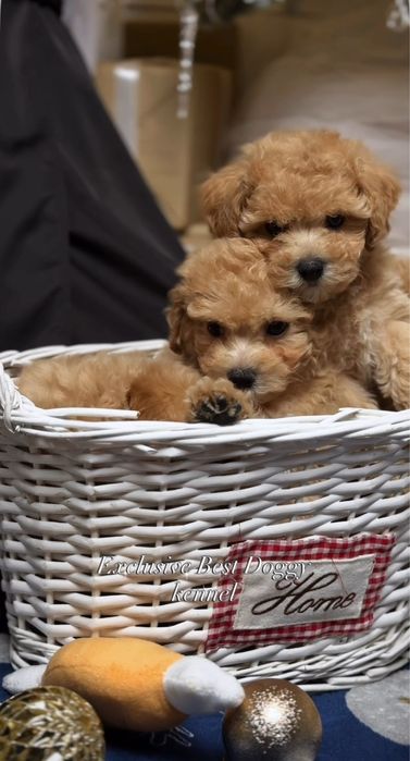 SUPER VIP яркие кукольные щенки мальтипу. Мальтипу. Щенок