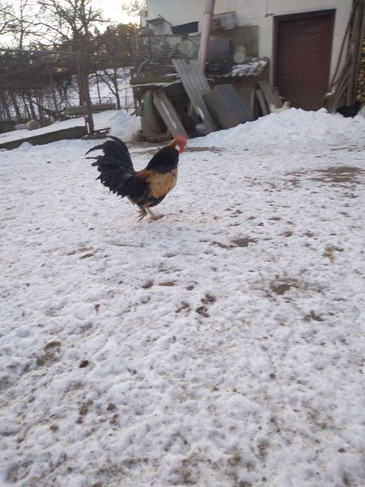 Sprzedam koguty                .