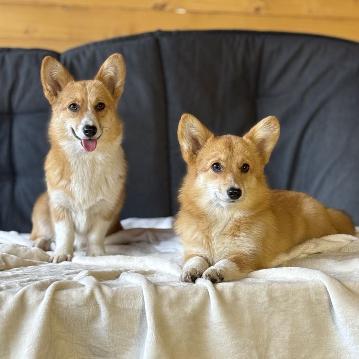 Щенки коргі пемброк | Чистокровні, з родоводом, доставка по Україні