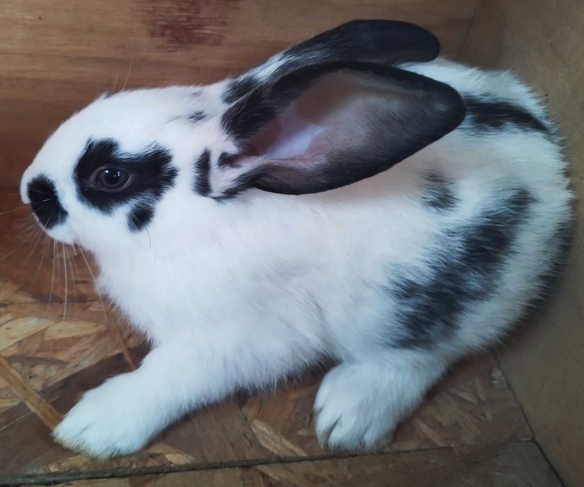 Coelhos borboleta