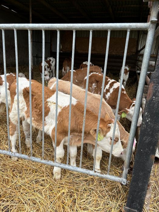 Cielaczki mięsne i mieszańce