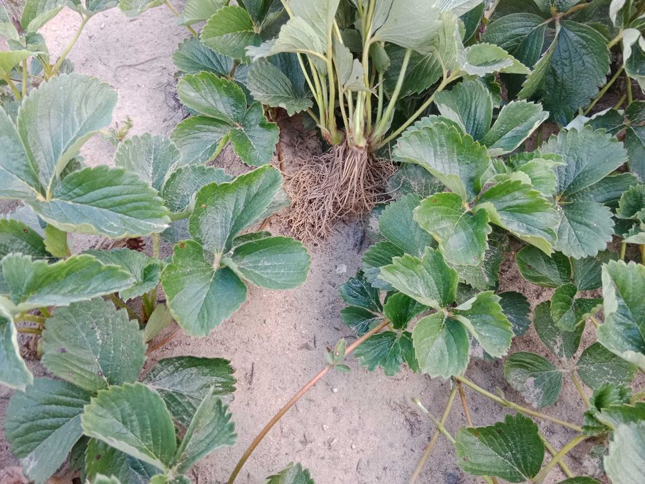 Sprzedam sadzonki truskawek ,Cena od 0,50gr zależy od ilości.