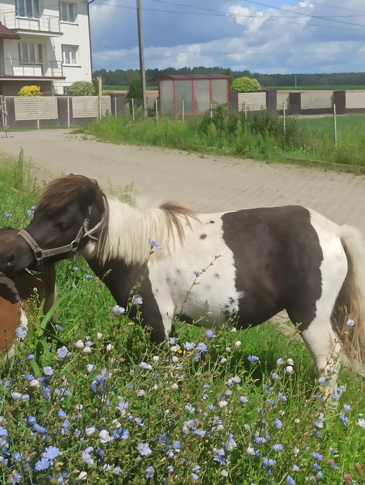 kucyki,klacze,ogierki