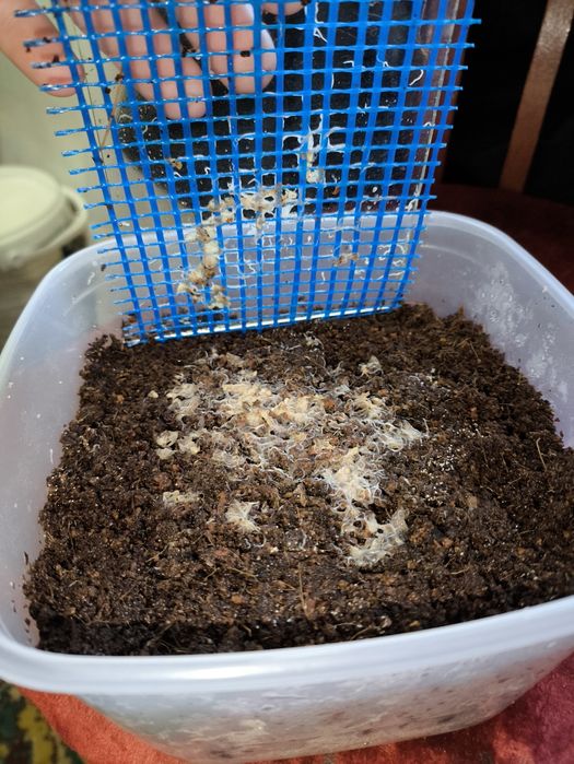 Грендаль, грендальский червь