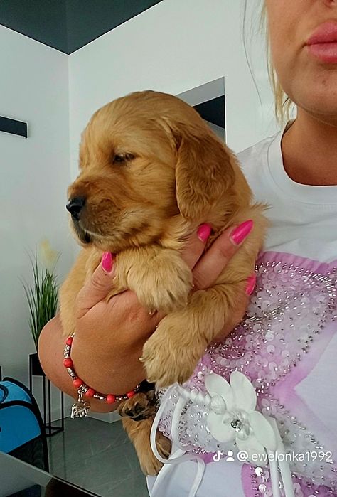 Chłopczyk golden retriever ciemno złote