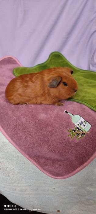 Червона Каліфорнія морська свинка хлопчик один місяць