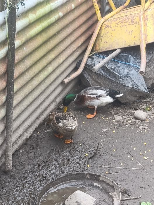 Vendo casal de patos real