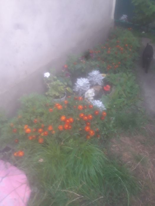 Сдам! Комнату в ч секторе!