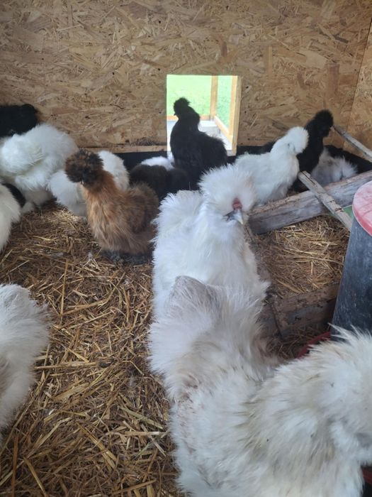 Sprzedam/zamienię Kogut silki jedwabiste