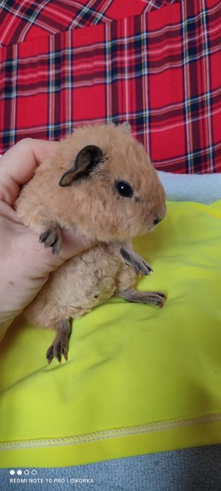 ТеддіКаліфорнія морська свиночка