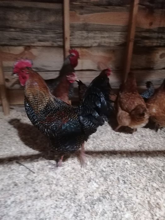 Koguty własny lęg spod kwoki naturalnie